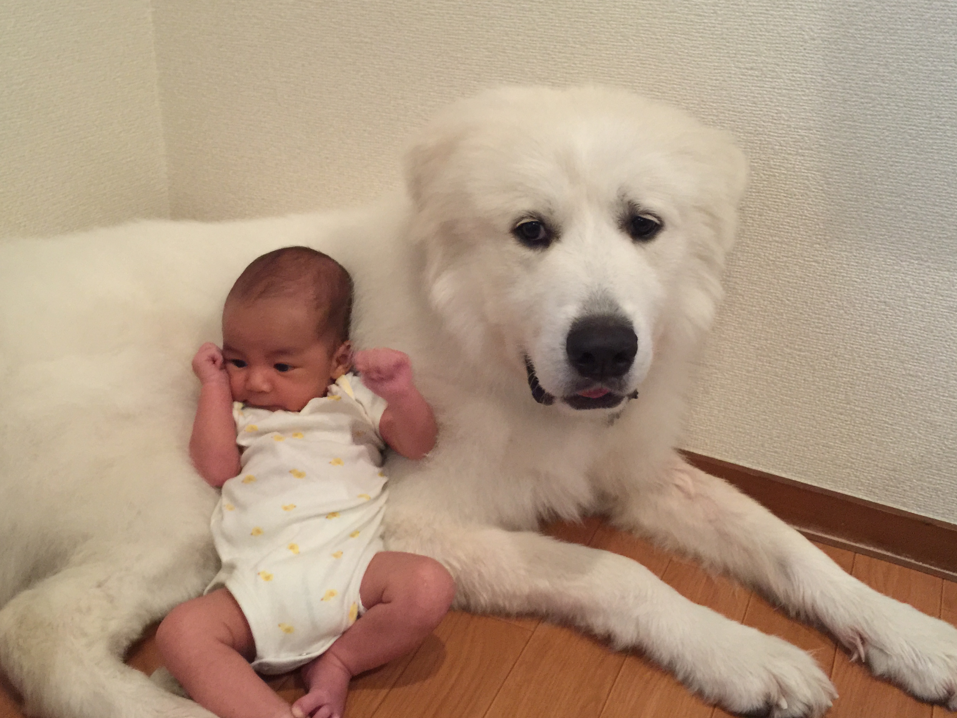 ～お手伝いワンコを応援します～